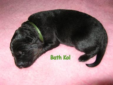 Bath Kol, 1 week oud